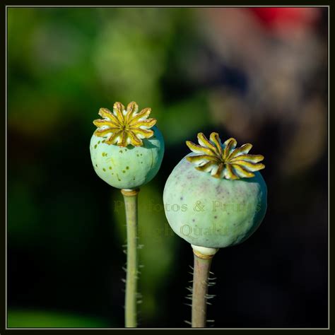 Poppy Pods Print Nature Photography Botanical Print Poppies | Etsy | Poppy pods, Poppy seed pods 