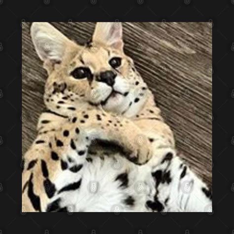 Sogga My Beloved Serval Meme Cat Meme Sogga My Beloved Hoodie