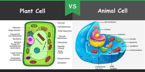 Plant cells have large vacuole and animal cells have small but they are both floating in the cytoplasm. Difference between Plant Cell and Animal Cell - Bio ...