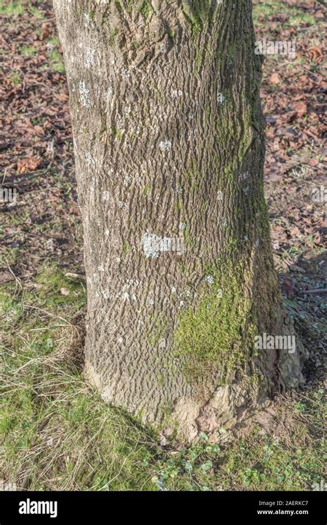 Tree Bark Tulip Tree Hi Res Stock Photography And Images Alamy