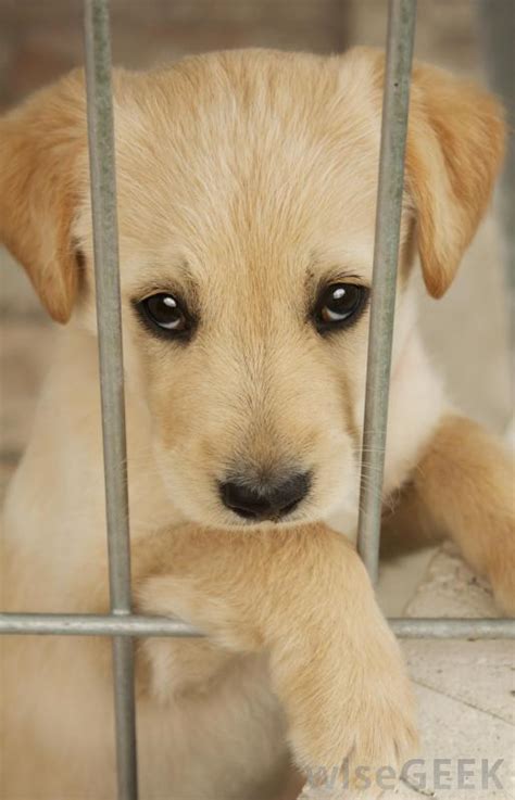 Sad Cute Puppies 13 Cute And Sad Puppies That Will Give You The Feels