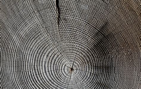 Free Images Tree Structure Wood Grain Texture Leaf Floor