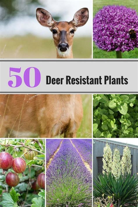 50 Deer Resistant Perennial Plants 50 Deer Resistant Perennial Plants