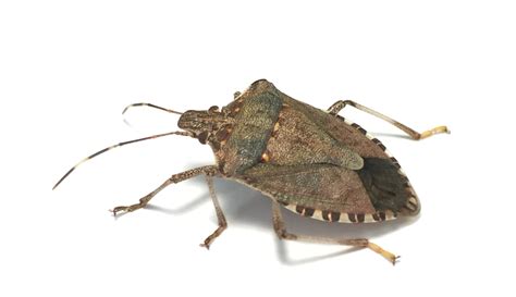 Biosecurity Alert Brown Marmorated Stink Bug Agriculture And Food