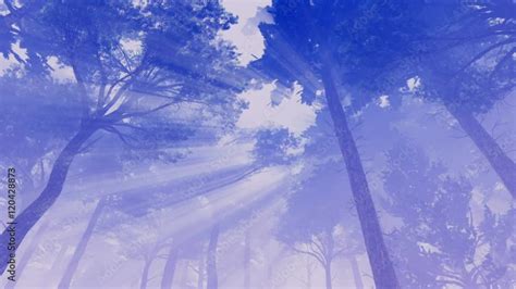 Magical Woodland Scene Foggy Pine Forest Basking In Radiant Sunlight