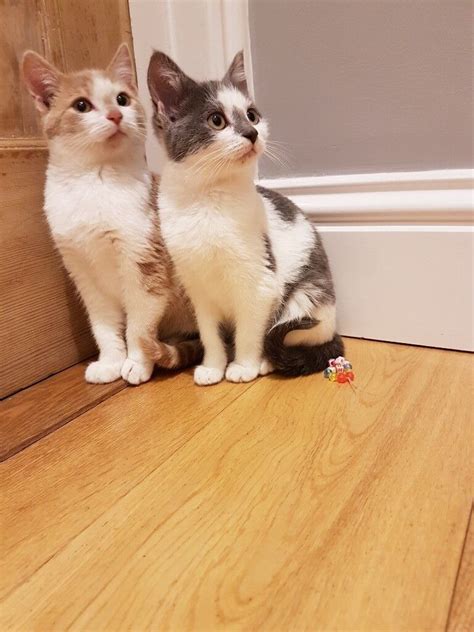 Cute Kittens For Sale In Winchester Hampshire Gumtree
