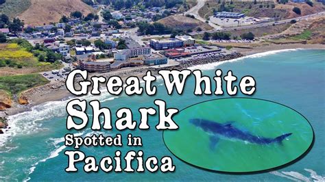 Great White Shark Prowling Rockaway Beach Pacifica California Youtube