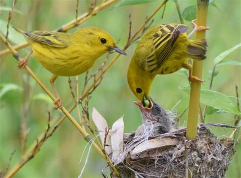 Yellow Warbler Nesting