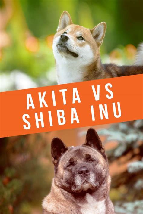 Akita Vs Shiba Inu Whats The Difference