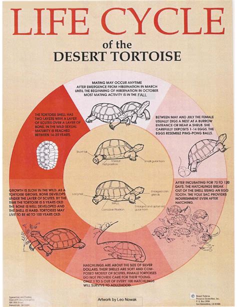 Life Span Of Turtle And Tortoise