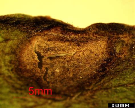 Cochliobolus Leaf Spot Black Kernel Cochliobolus Lunatus
