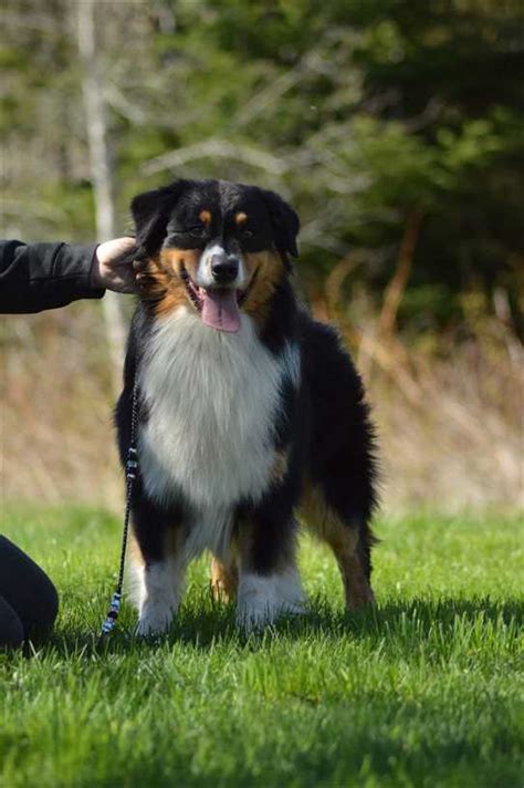 Canadian Kennel Club Club Canin Canadien