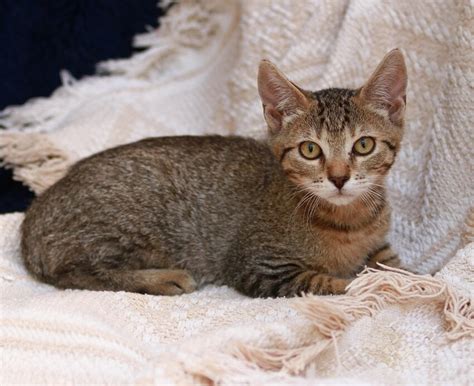 Ücretsiz resim Gri kedi textil kedicik sevimli kürklü hayvan