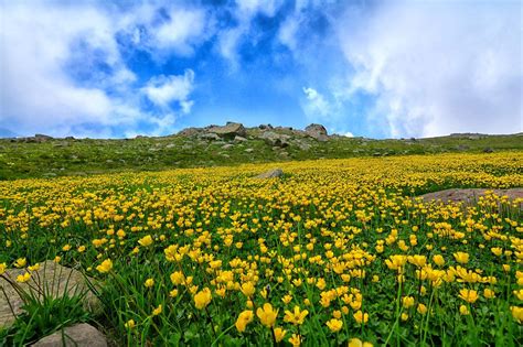 5 Best Flower Mountains In The World Hilly Places