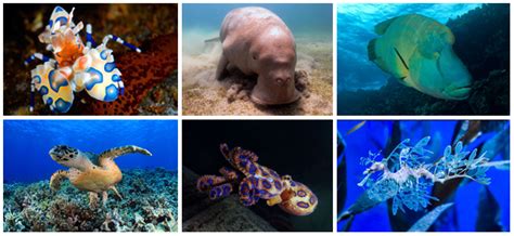 More images for marine life » Magical Marine Life in the Philippines