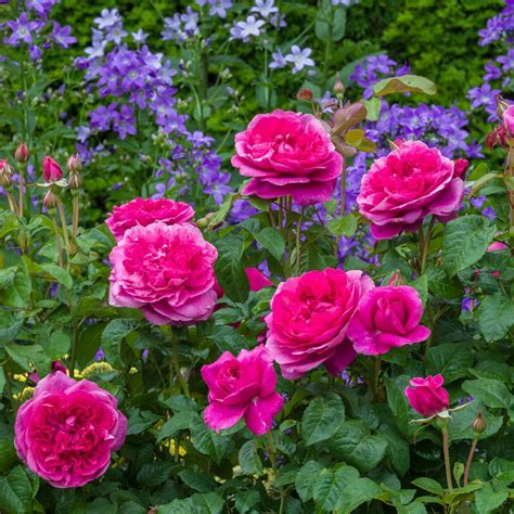 James L Austin English Shrub Rose David Austin Roses