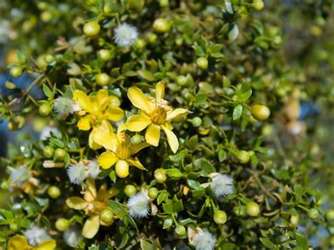 Creosote Bush Information Caring For A Creosote In The Garden