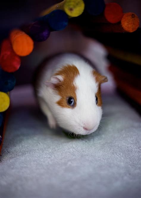 Craigslist Phoenix Pets Guinea Pigs | Pets Animals US