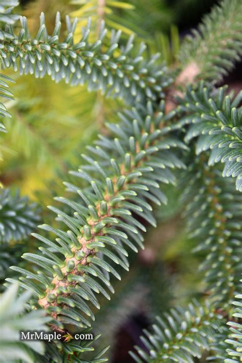 Buy Abies Pinsapo Fastigiata Golden Spanish Fir — Mr Maple │ Buy Japanese Maple Trees