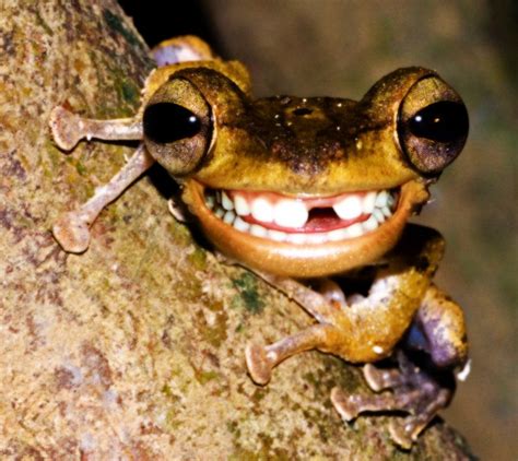 Funny Frogs With Teeth