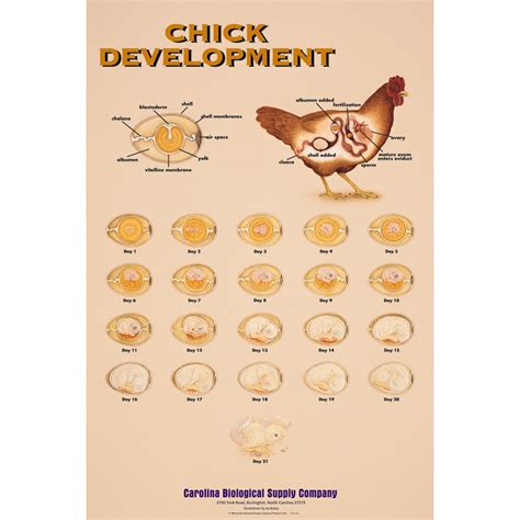 Chick Development Chart