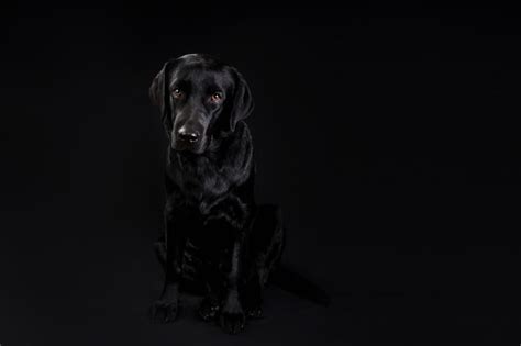Premium Photo Cute Black Dog Looking At Camera On Black Background