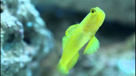 The Yellow Prawn Watchman Goby And A Xenia Youtube