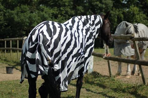 Scientists Dressed Horses Like Zebras To Figure Out Why They Have