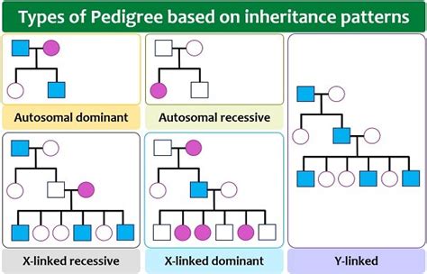 Pedigree Analysis Chart Definition Symbols Types Examples Biology Reader Kulturaupice