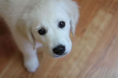 Do you own a retriever? sweetest white golden retriever puppy