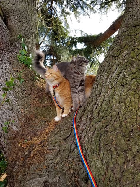 My Indoor Cats Climbing Their First Tree Rcats