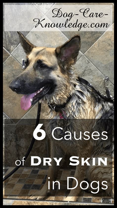 Dog Dry Skin This Is Why Your Dog Has It Now See What To Do