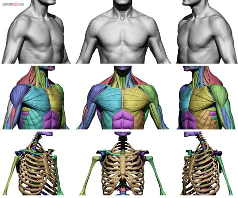 Male Body Reference Anatomy