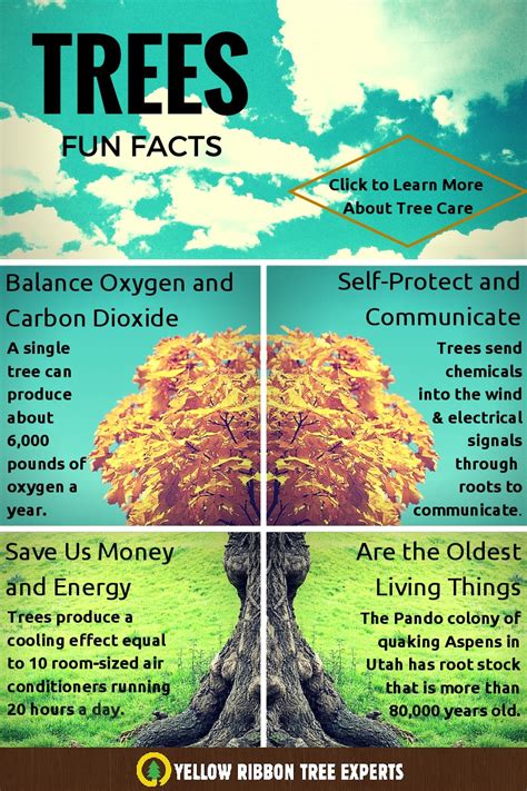 5 Pretty Awesome Facts About Trees Infographic Fun Facts