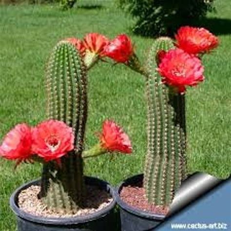 Trichocereus Grandiflorus Hybrid Echinopsis Grandiflora Cactus Flower