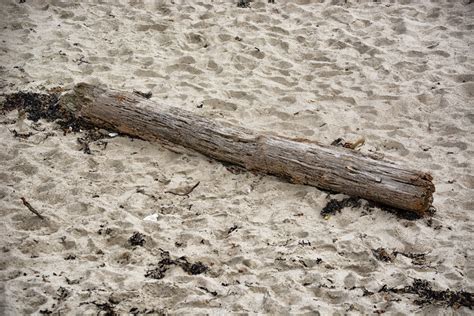 Driftwood Free Stock Photo Public Domain Pictures