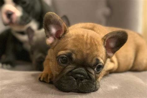 Click french bulldog breed standard to read about which characteristics are desirable, and which are considered disqualifications in our breed. Caring for a French Bulldog - French Bulldogs | French ...