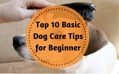 Top 10 Basic Dog Care Tips For Beginner 2022 Best Dog Care Tips