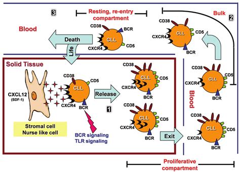 Hypothetical Model Of The Lifecycle Of A Cll B Cell Part 1 Cll Cells