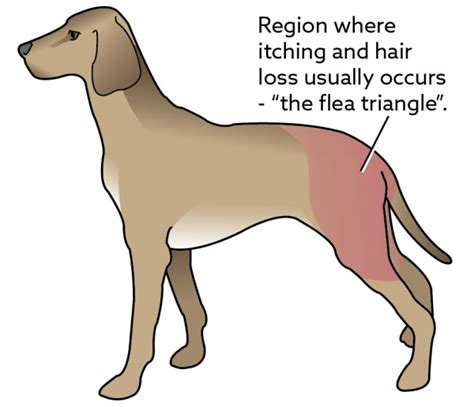 Flea Allergy Dermatitis In Dogs Vca Animal Hospital