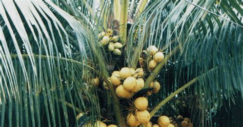 21+ Terpopuler Gambar Pohon Kelapa Muda