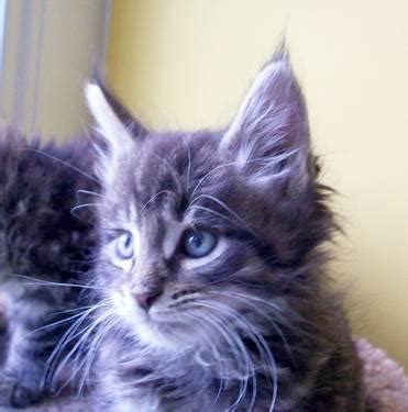 We answer all these questions and more in our. Adorable TICA Maine Coon kittens ready mid-May Michigan ...