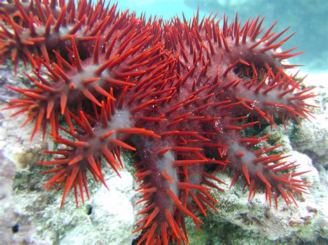 Coral Reefs Destructive Crown Of Thorns Starfish National Park Of