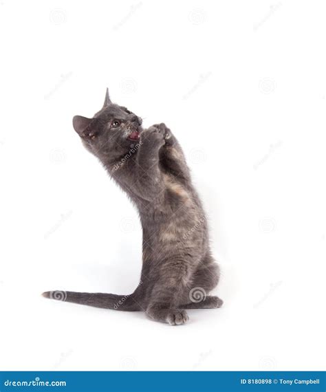 Scaredy Cat On A White Background Stock Photo Image Of Mammal Fear