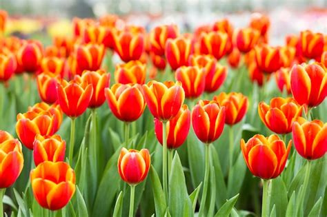 Premium Photo Orange Tulip Flower Fields
