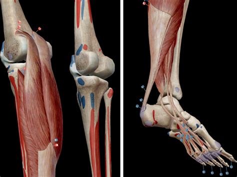 Maybe you would like to learn more about one of these? Learn Muscle Anatomy: Muscles of Plantarflexion