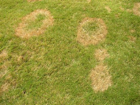 Brown Patch In Zoysia Lawn Care Forum