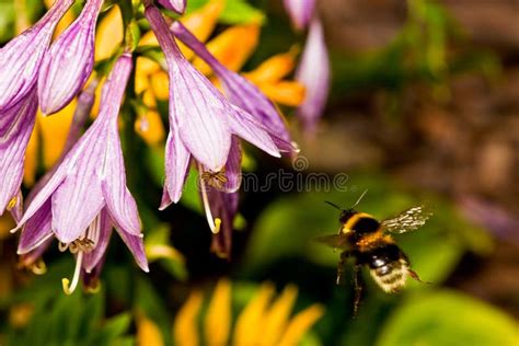 Flying Bumble Bee Stock Image Image Of Pink Nature 20296233