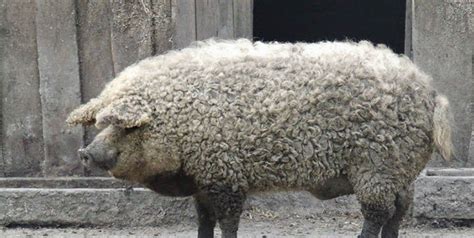 El Cerdo Peludo Que Se Salvó De La Extinción Gracias A Su Carne