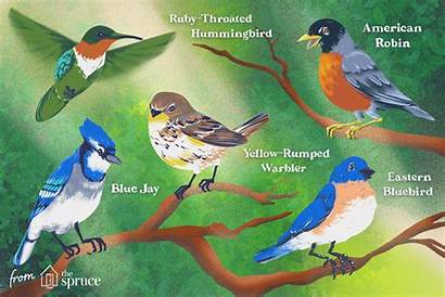 Birds Species Many Earth Bird Types